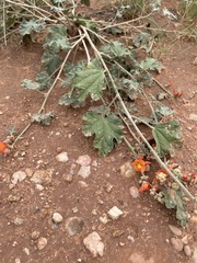 Sphaeralcea parvifolia