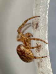 Araneus iviei