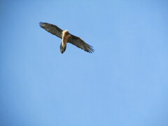 Gypaetus barbatus barbatus