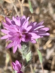 Lessingia hololeuca