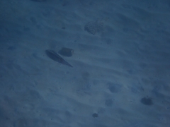 Sepioteuthis sepioidea