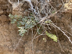 Pellaea andromedifolia pubescens