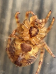 Araneus iviei