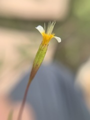 Tagetes micrantha