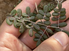Pellaea andromedifolia pubescens