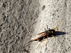 Urocerus flavicornis