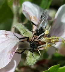 Bibio hortulanus