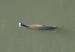 Pseudemys concinna concinna