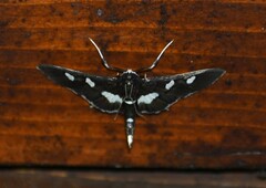 Desmia funeralis