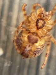 Araneus iviei