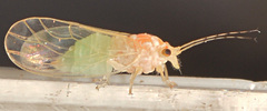 Cacopsylla annulata