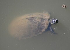 Pseudemys concinna concinna