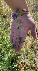 Medicago sativa