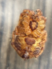 Araneus iviei