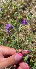 Medicago sativa