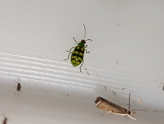 Diabrotica balteata
