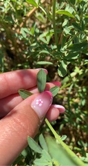 Medicago sativa
