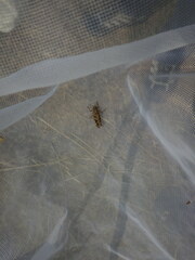 Encoptolophus costalis