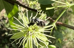 Protandrena passiflorae