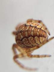 Araneus iviei