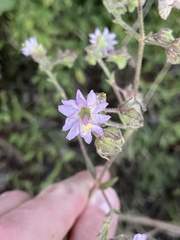 Mirabilis nyctaginea