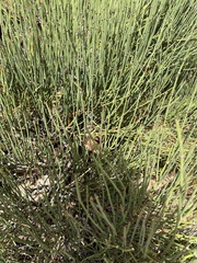 Ephedra