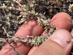Eriogonum wrightii dentatum