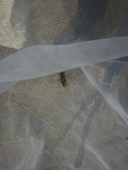 Encoptolophus costalis