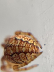 Araneus iviei