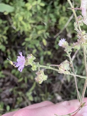 Mirabilis nyctaginea