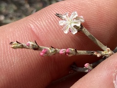 Eriogonum wrightii dentatum