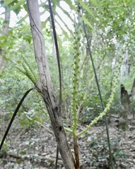 Chamaedorea seifrizii