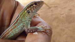 Cnemidophorus gramivagus
