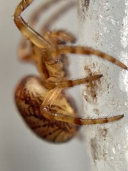 Araneus iviei