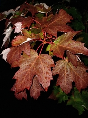 Acer