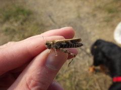 Encoptolophus costalis