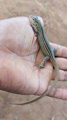 Cnemidophorus gramivagus