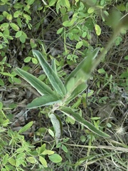 Mirabilis nyctaginea