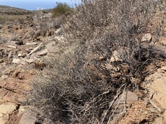 Eriogonum wrightii dentatum