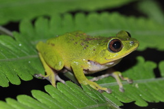 Confusing Green Bush Frog photo 4