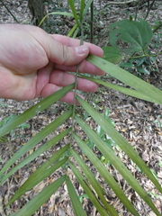 Chamaedorea seifrizii