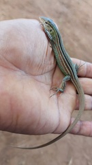 Cnemidophorus gramivagus
