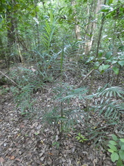 Chamaedorea seifrizii