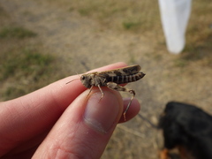 Encoptolophus costalis