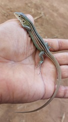 Cnemidophorus gramivagus
