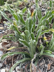 Lappula occidentalis