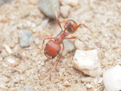 Pogonomyrmex occidentalis