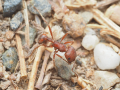 Pogonomyrmex occidentalis