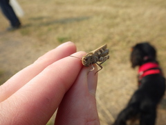 Encoptolophus costalis