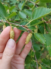 Betula occidentalis